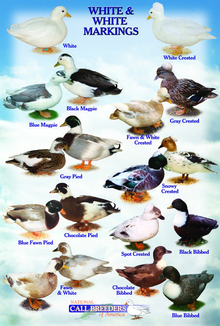 Identifying Duck Breeds