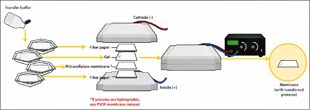 Step by step western blot procedure - logoWas