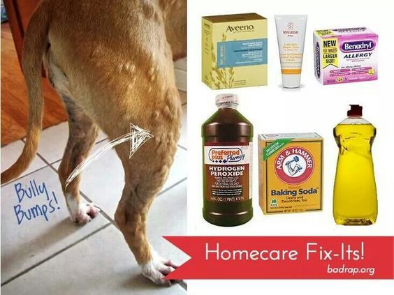 home remedies for dog heat rash - Hilma Adame