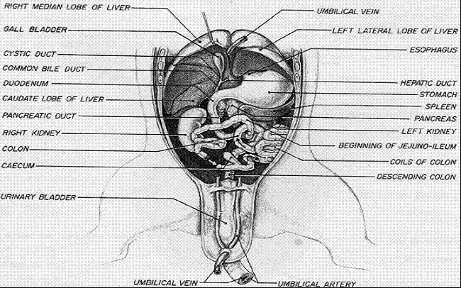 Virtual pig dissection diagrams oral cavity - stormbetter