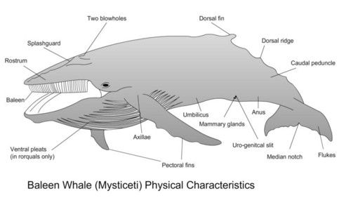 Male Whale Anatomy