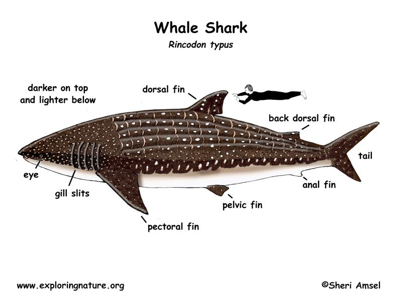 Shark Diagram