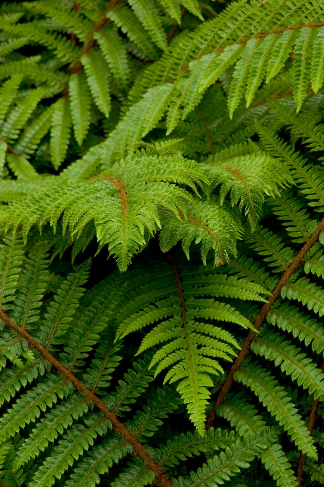 Alaskan fern for zone 5. Loves shade. | Shade garden plants, Shade ...