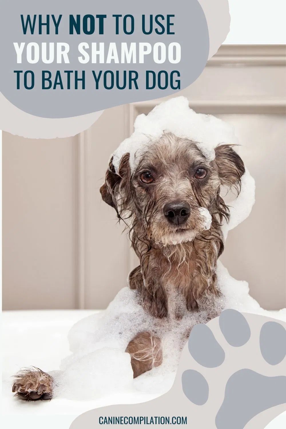 Is It OK To Bath My Dog With My Shampoo? in 2021 | Your dog, Dogs ...