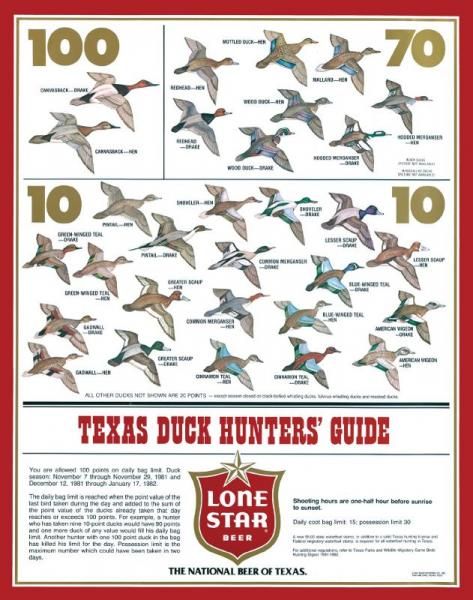 Duck Species Duckling Identification Chart