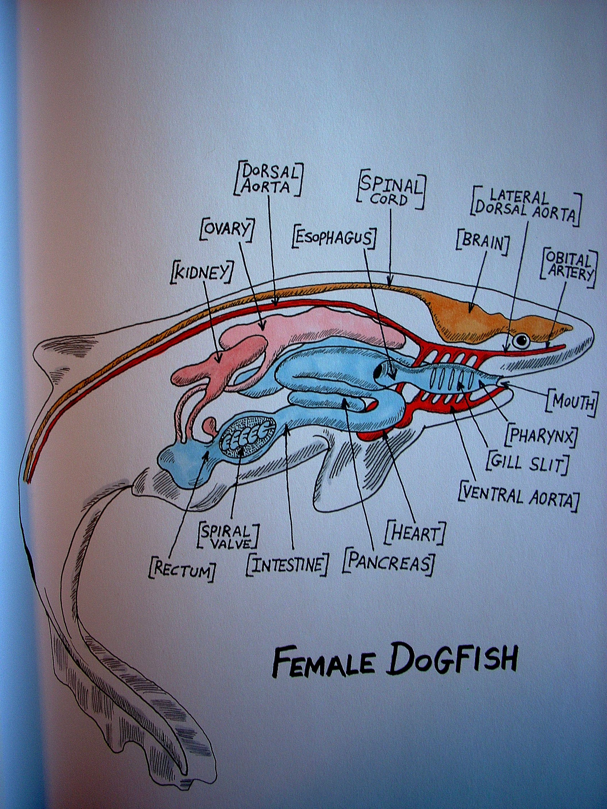 Dogfish Shark Lab Student Worksheet Answers