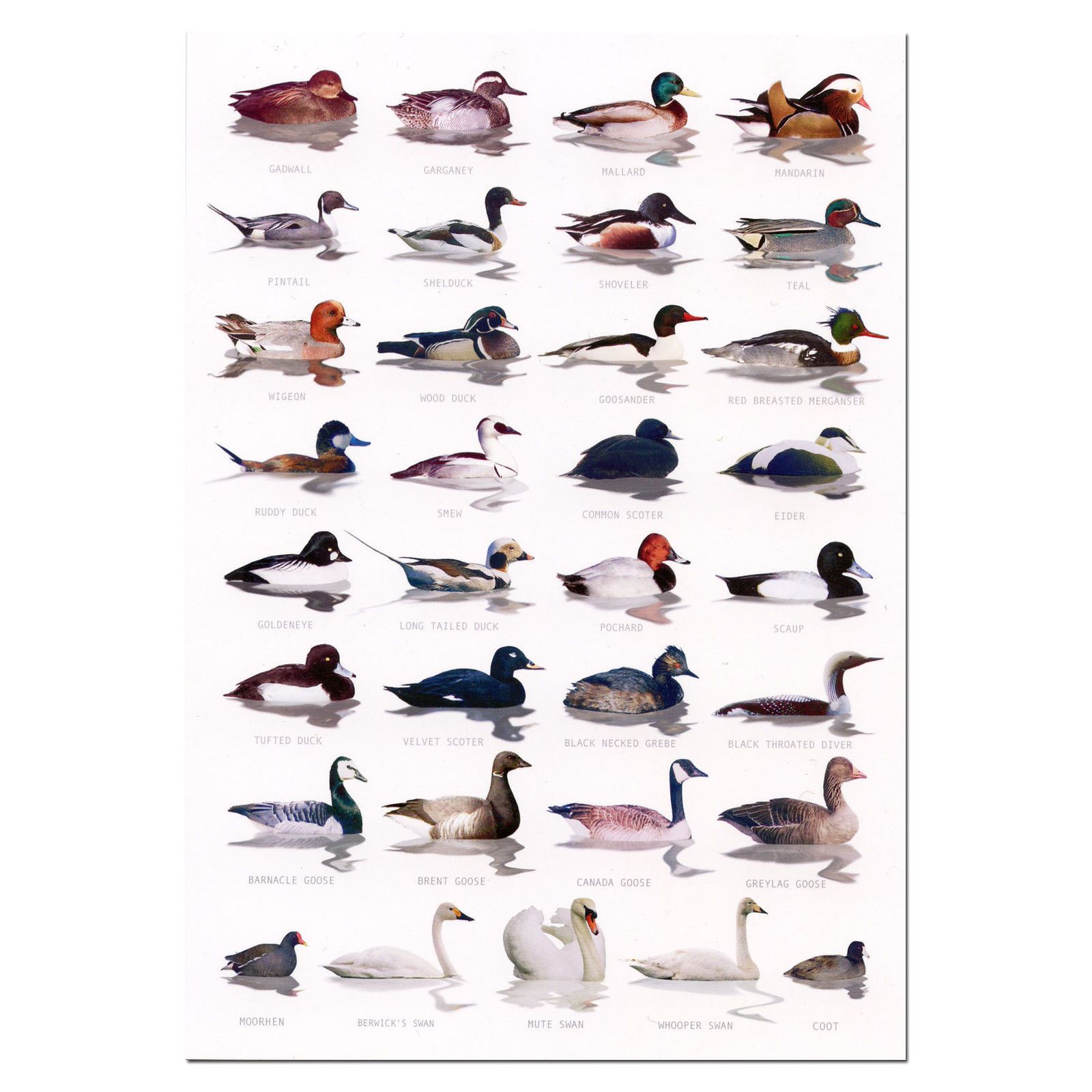 Wild Duck Identification Chart