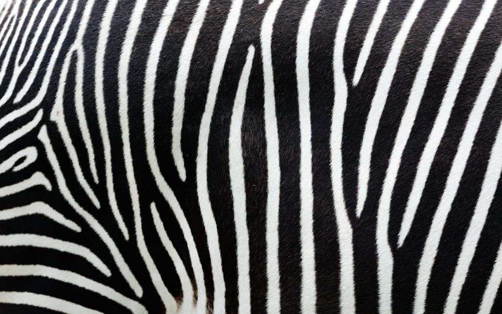 a close up view of the back end of a zebra's head