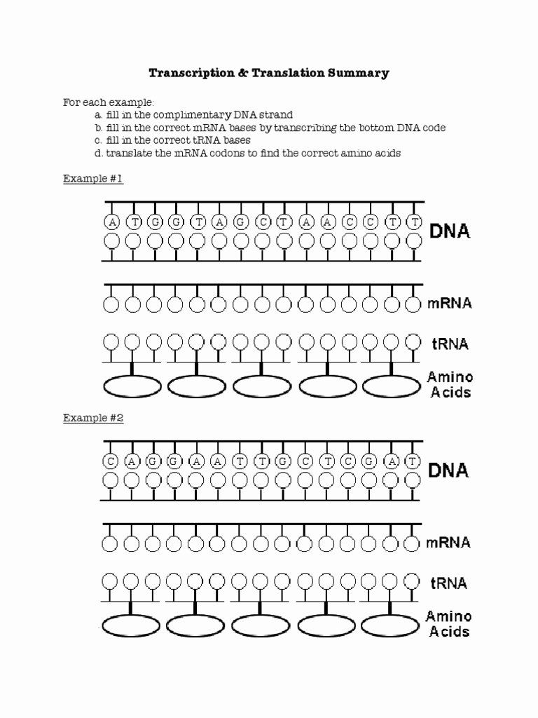 Dna Transcription Cheat Sheet