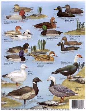 Duck Species Duckling Identification Chart