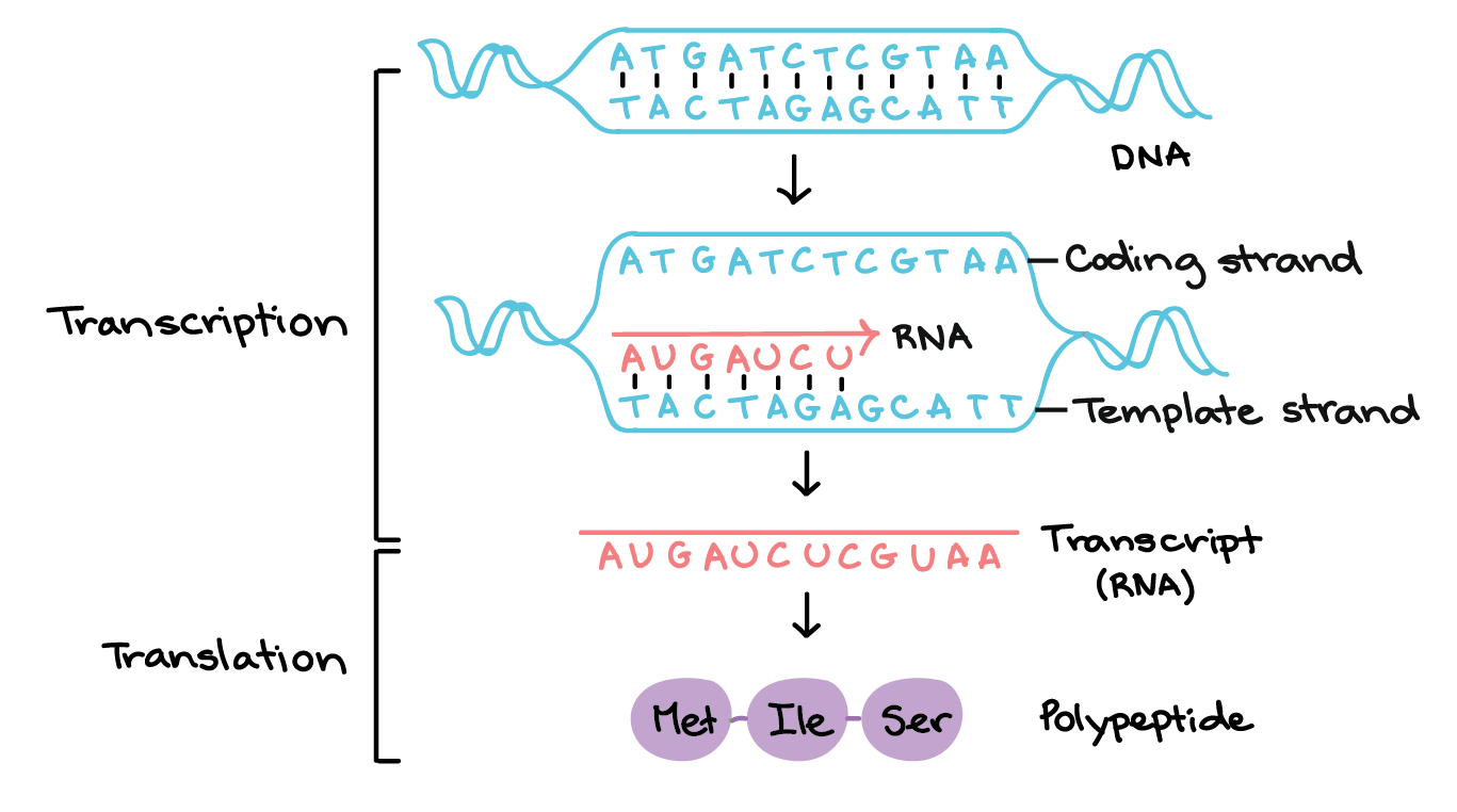 What Is The Main Enzyme Involved In Transcription at Megan Pickett blog