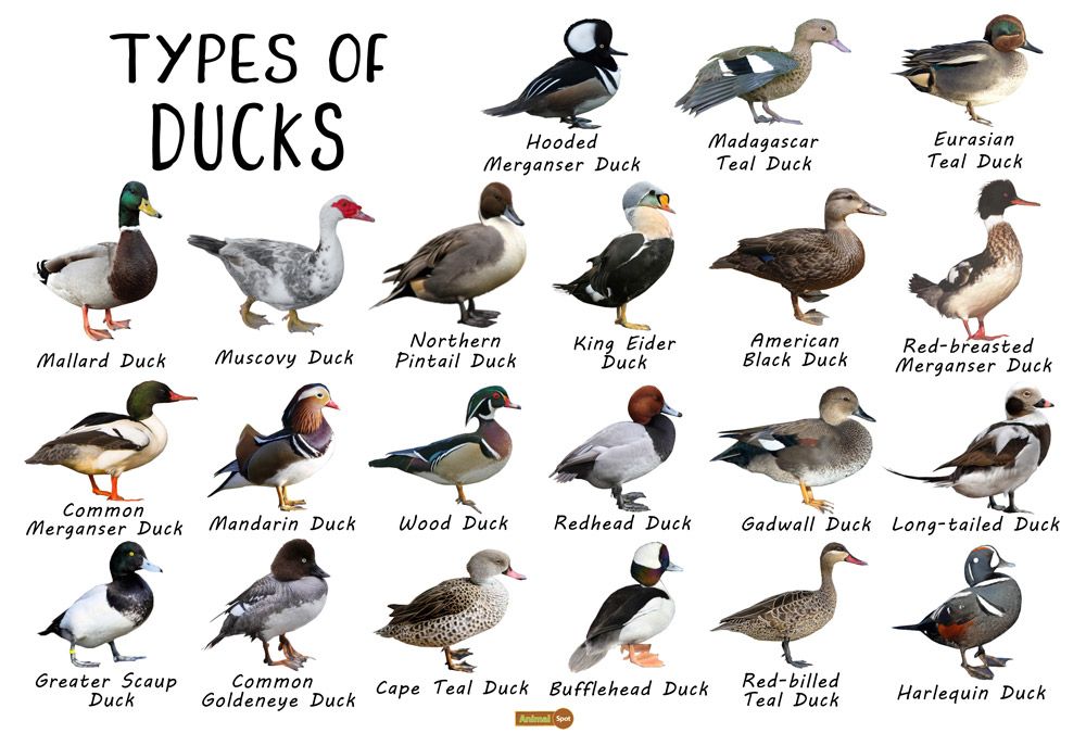 Call Duck Color Chart