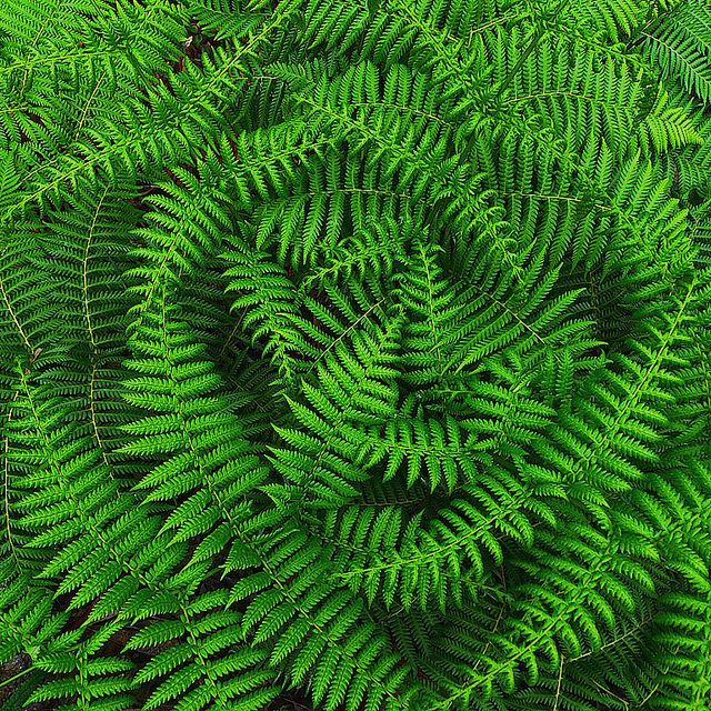 Pin on ferns