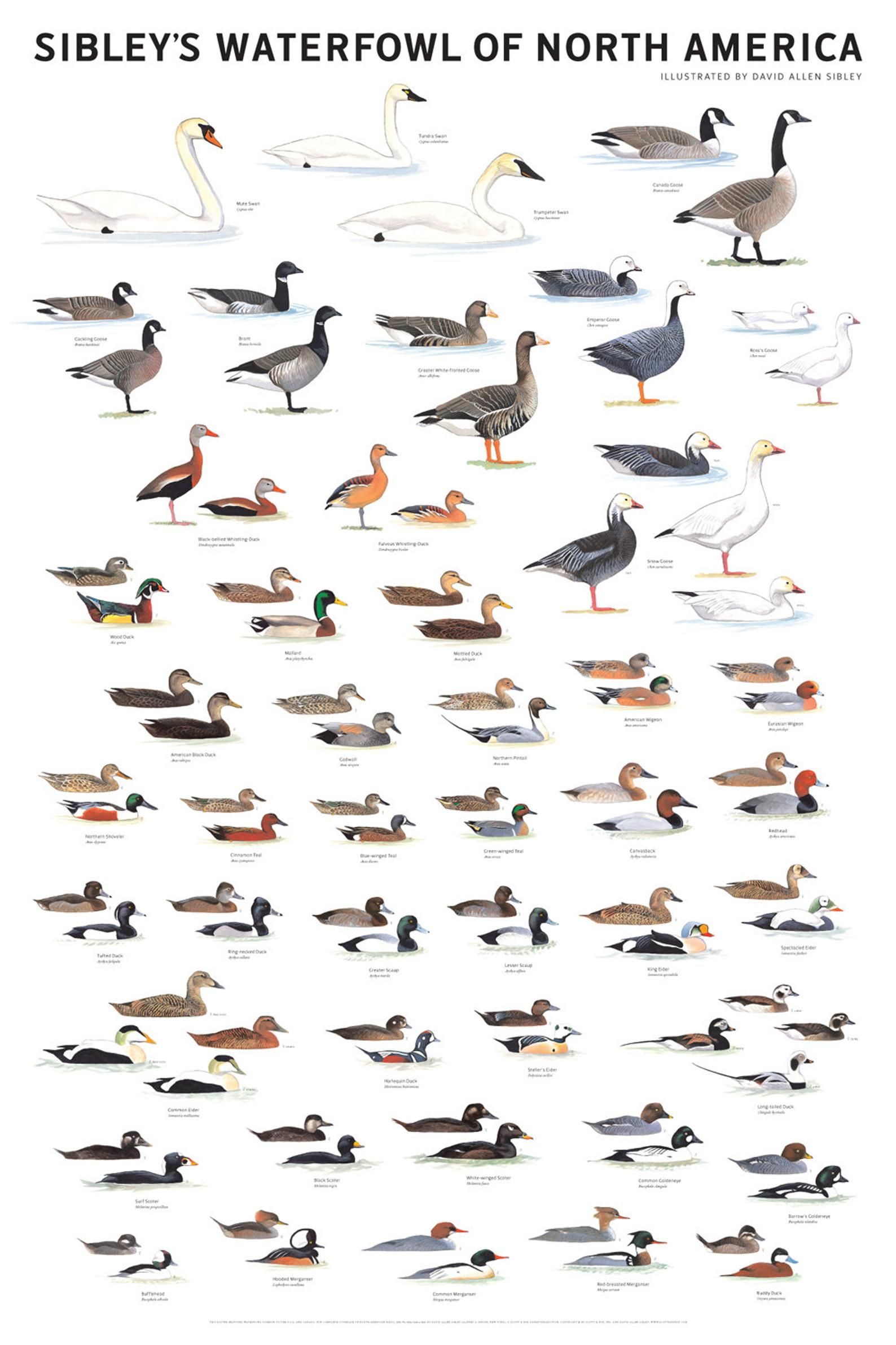 Duck Species Duckling Identification Chart