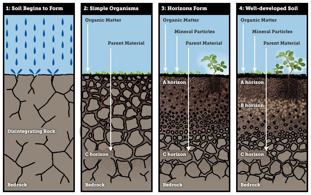 three different stages of soiling in the ground with water and plants ...