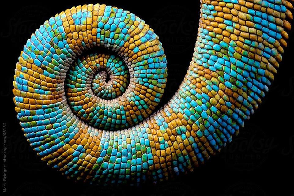 Patterns in nature - chameleon tail Geometry In Nature, Sacred Geometry ...