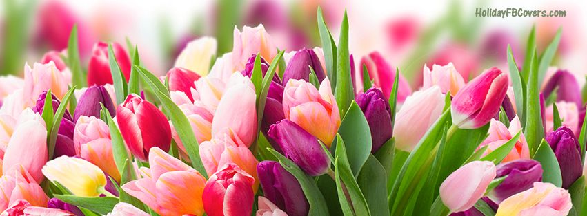 Spring Day Fresh Pink Purple Tulips Facebook Cover Facebook Cover Photos Flowers Facebook Cover Images Twitter Cover Photo