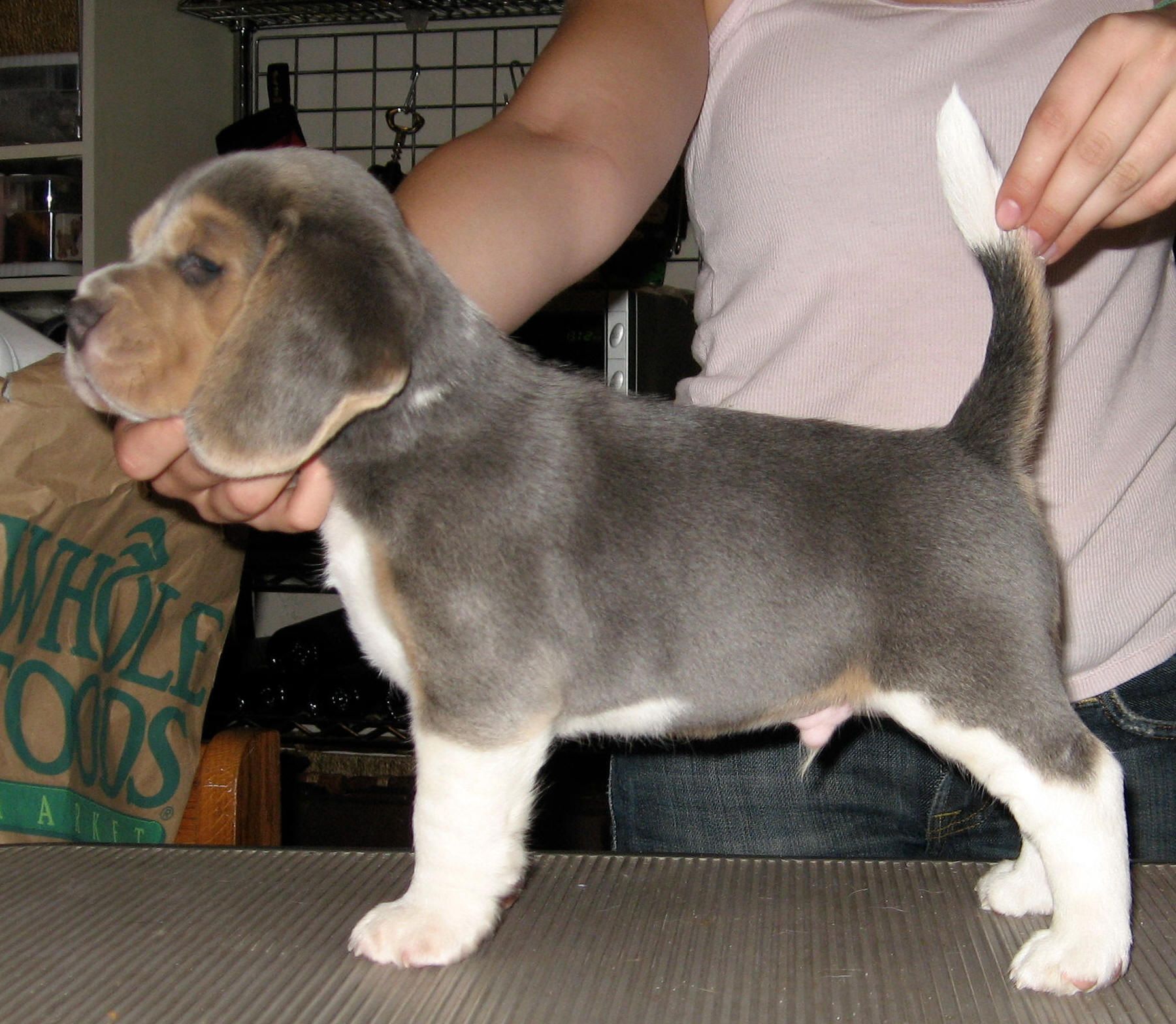 Blue Beagle Puppies