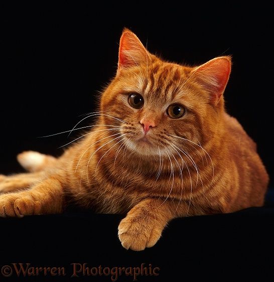 Ginger British Shorthair cat | American shorthair cat, British shorthair cats, Cats