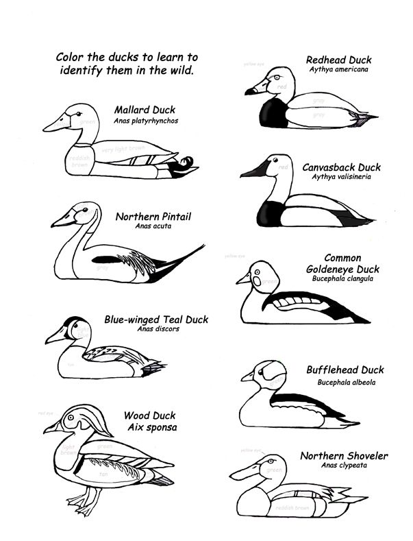 Identifying common ducks with color coded coloring pages from exploring ...