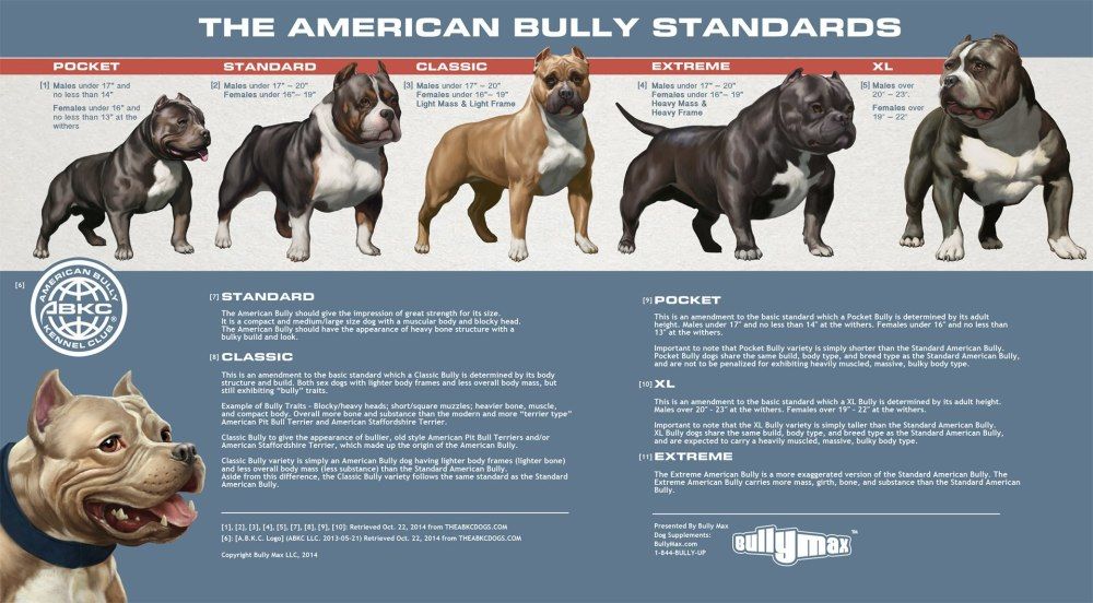 Pocket Bully Weight Chart