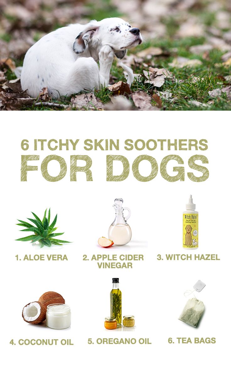 Home Remedies For Rashes On Dogs | rededuct.com