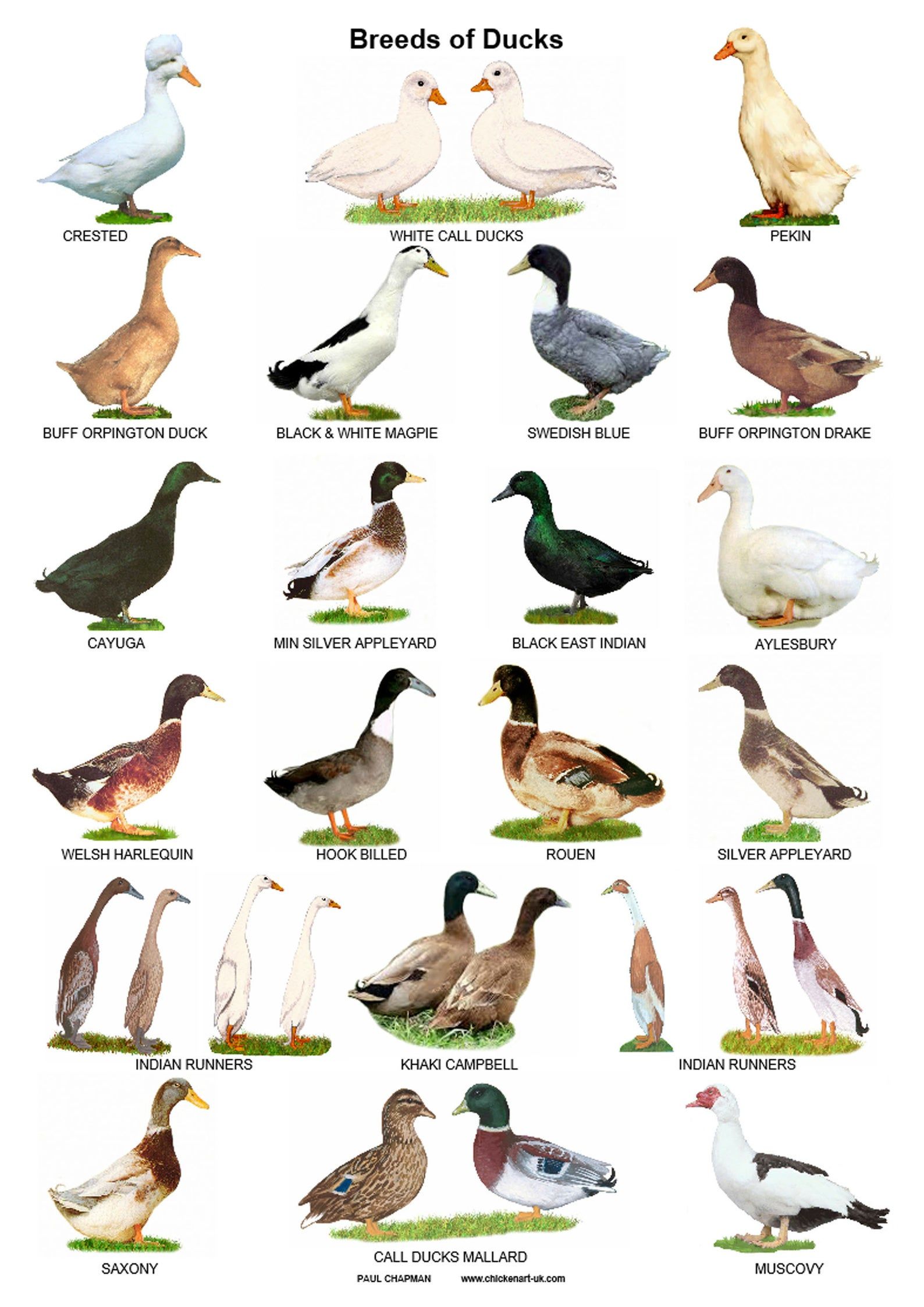 Duck Species Duckling Identification Chart