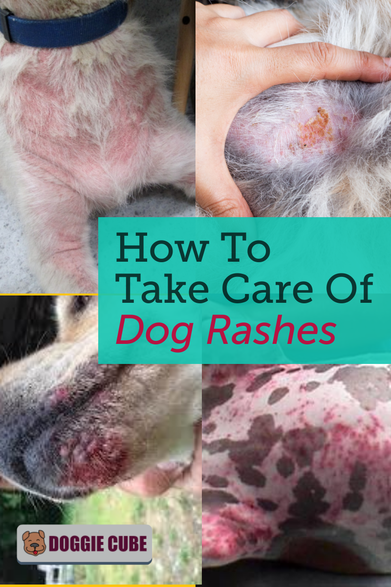 How Do I Treat My Dogs Heat Rash