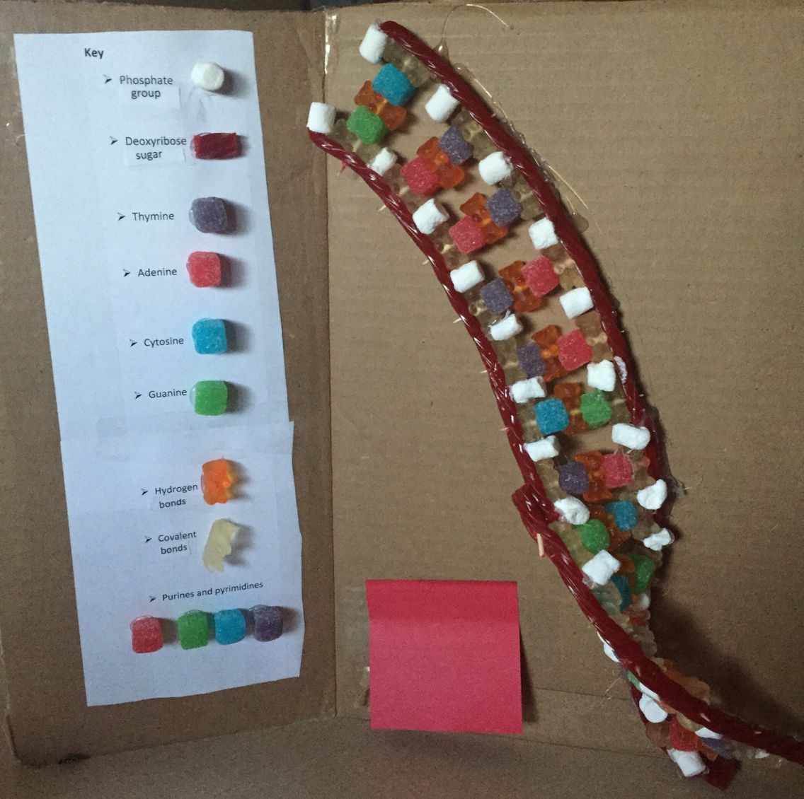 รวมกัน 95+ ภาพพื้นหลัง การ เชื่อม ต่อ สาย Dna ด้วย เอนไซม์ Dna ไล เกส ...