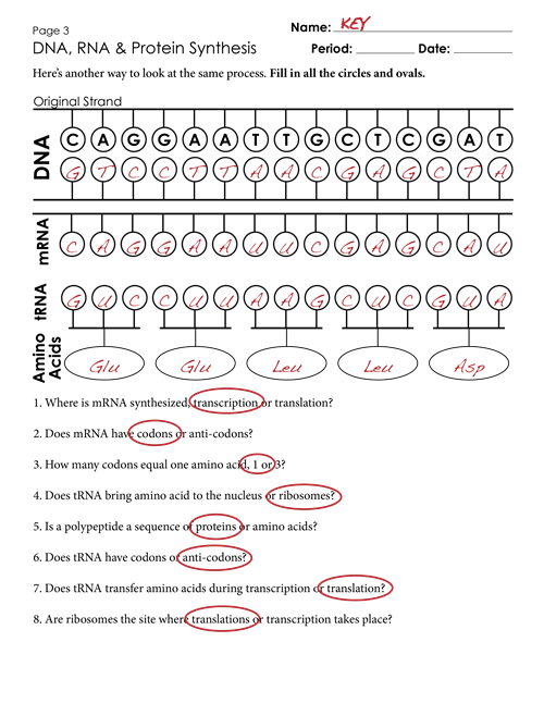 Transcription And Translation Worksheets