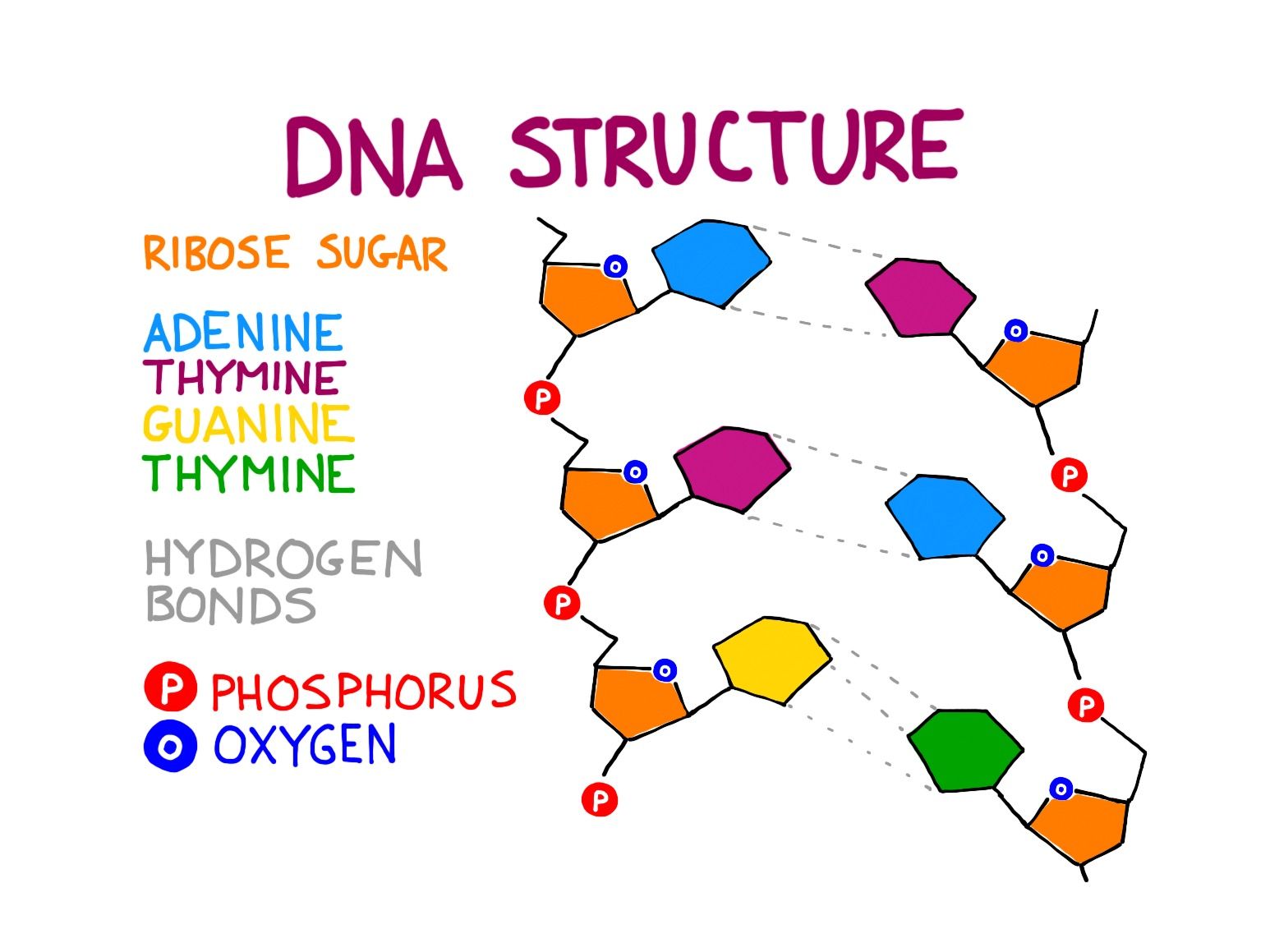 Simple Diagram Of The Structure Of Dna Structure Of Dna