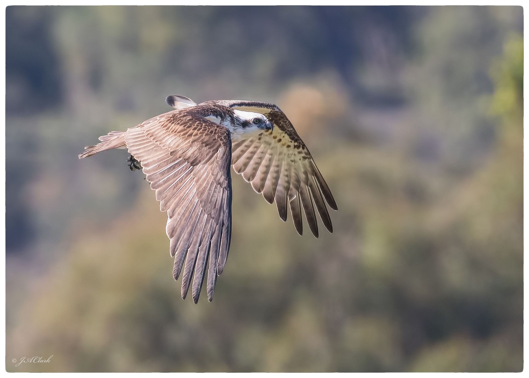 Eastern Osprey_C8A3699w | Nature reserve, Western area, Australian birds