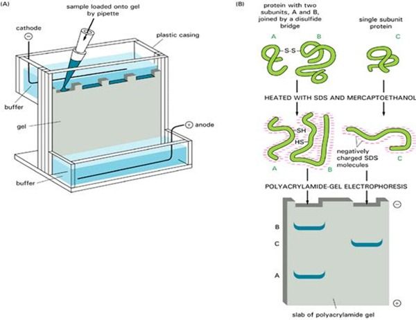 Using western blot technique - gilitveri