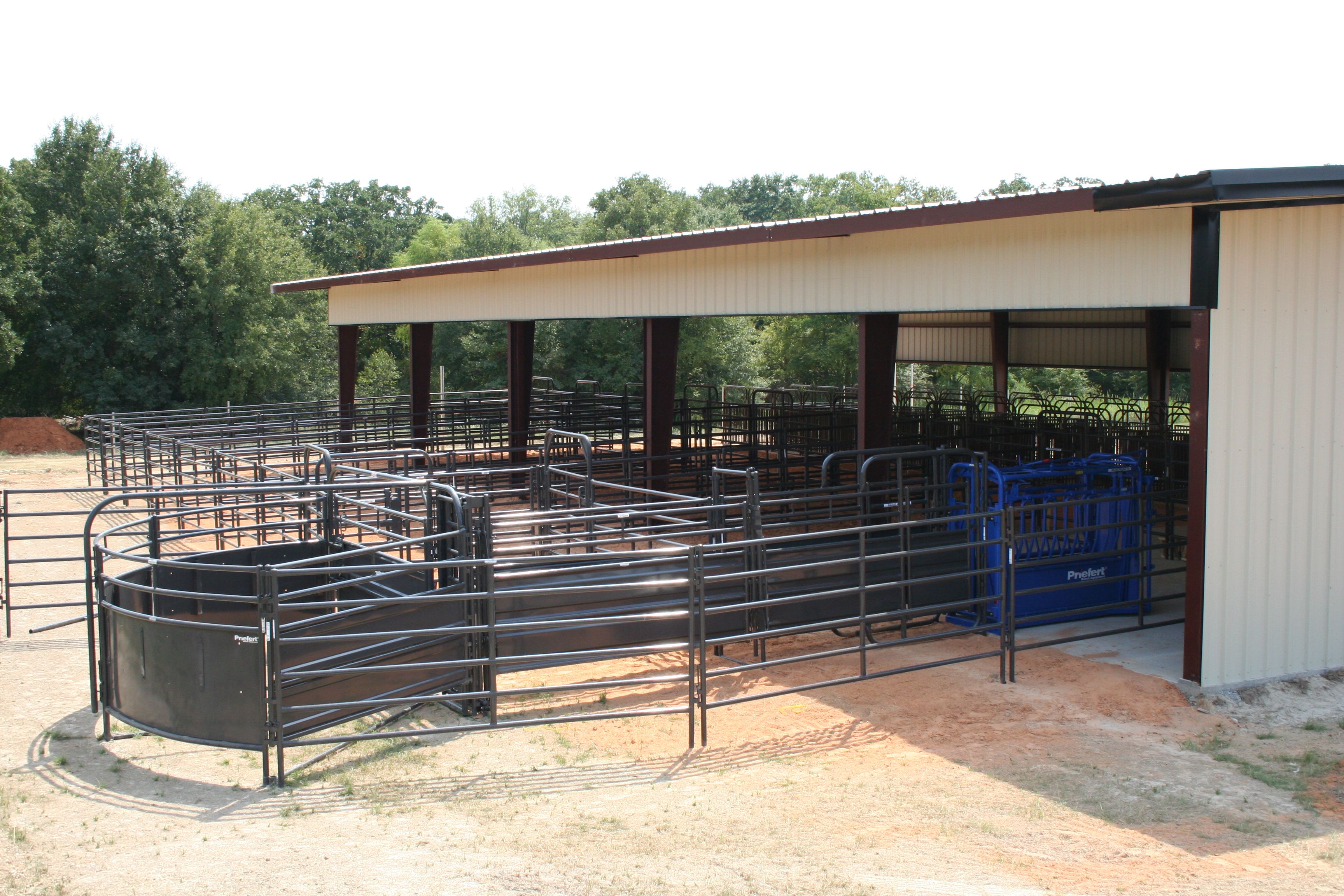 cattle handling pen design