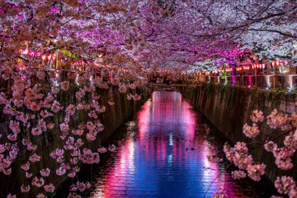 2024 Evening Hanami (Cherry Blossom) Tour Tokyo Cherry blossom tour