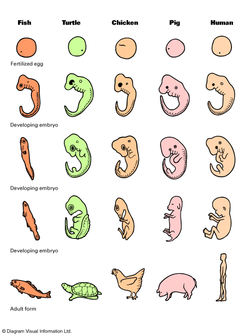 SciAniAnat1-14c.gif (484×654) Fetal Devopment Comparison Chart. This ...