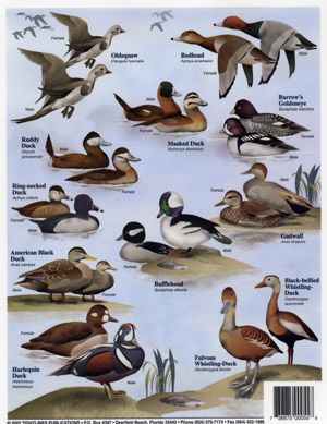 North American Duck Species Identification