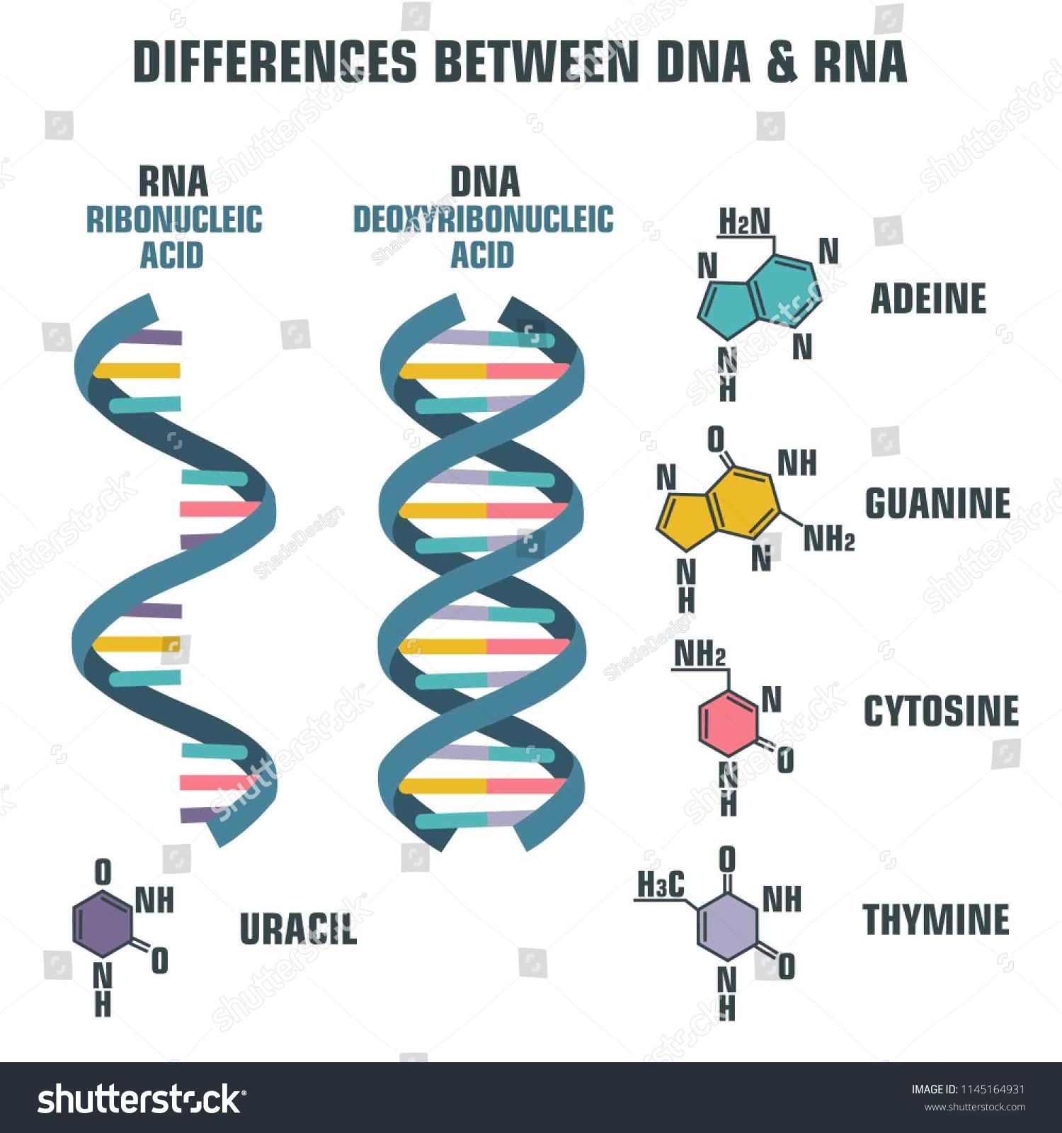 Vector scientific icon spiral of DNA and RNA. An illustration of the ...