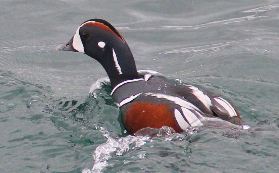 The Harlequin Duck (Histrionicus histrionicus) is a small sea duck. It ...