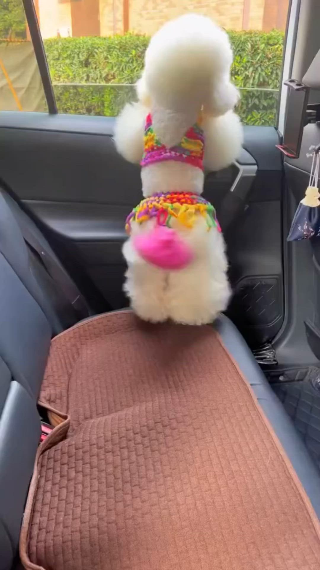 This may contain: a stuffed animal in the back seat of a car