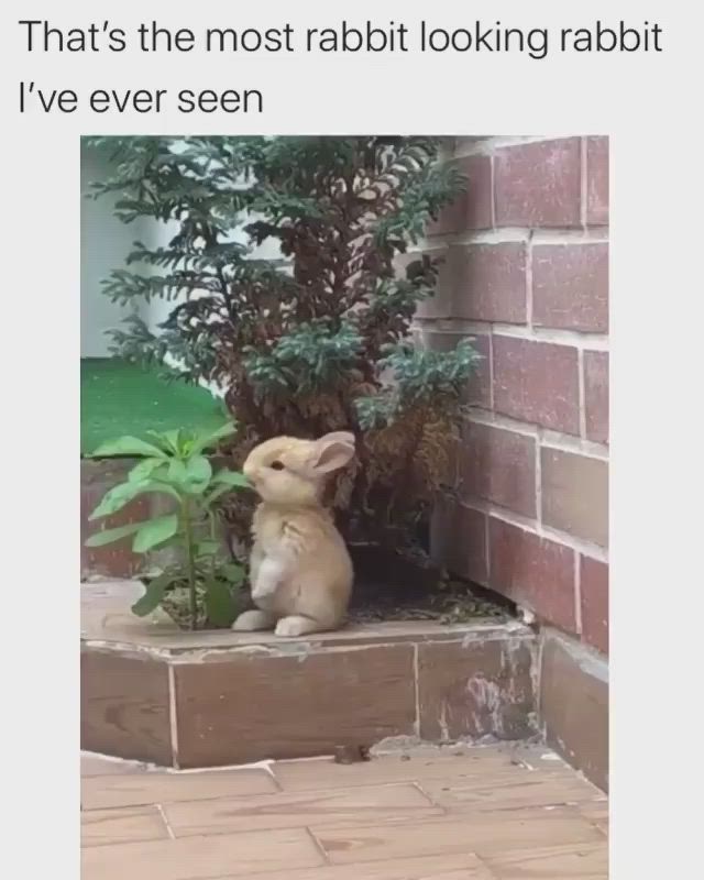 This may contain: a rabbit is sitting in front of a plant and looking up at the camera with caption that reads, that's the most rabbit looking rabbit rabbit rabbit rabbit i've ever seen