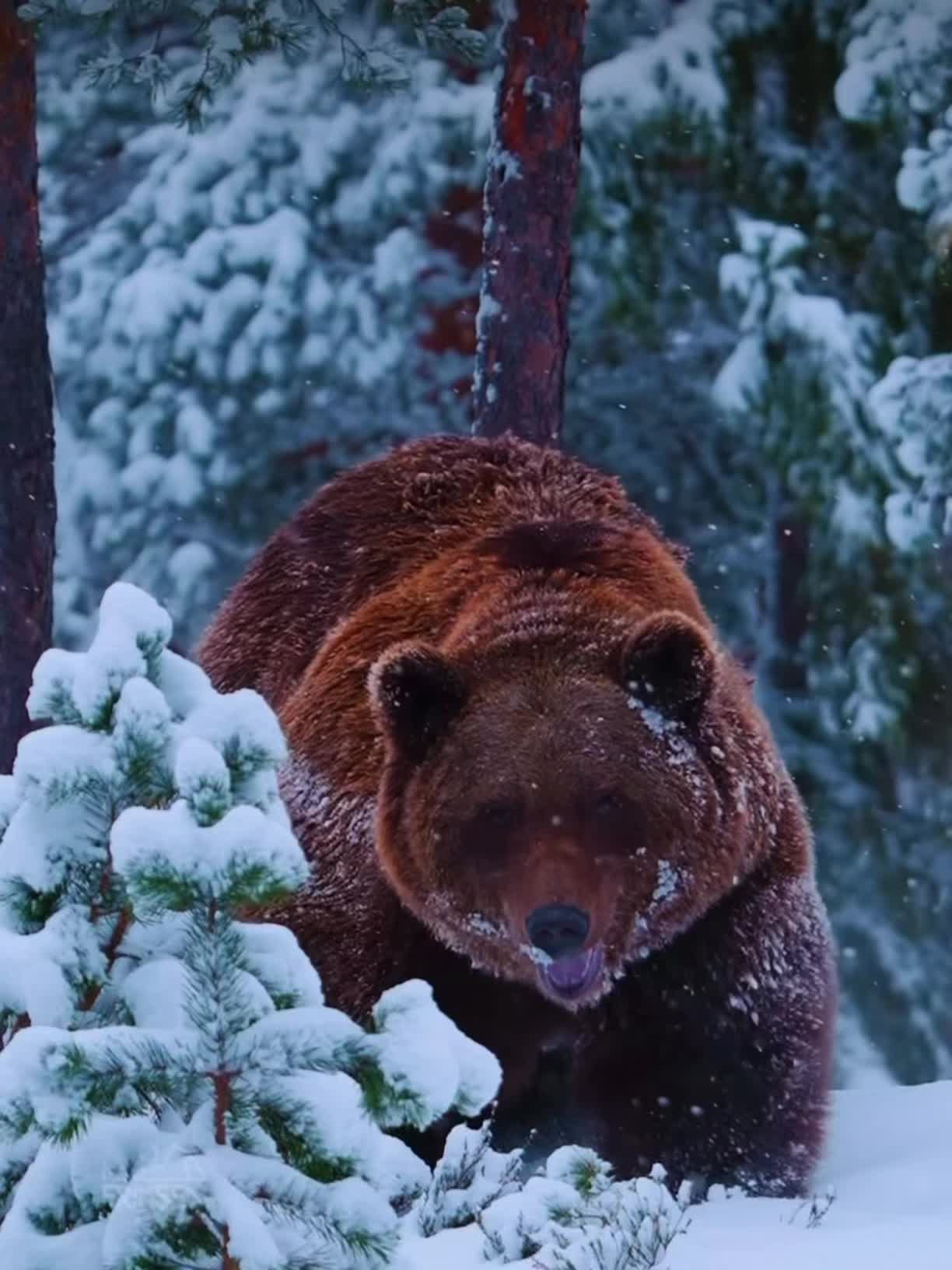 This may contain: a large brown bear standing in the snow next to some trees and pine cones with its mouth open