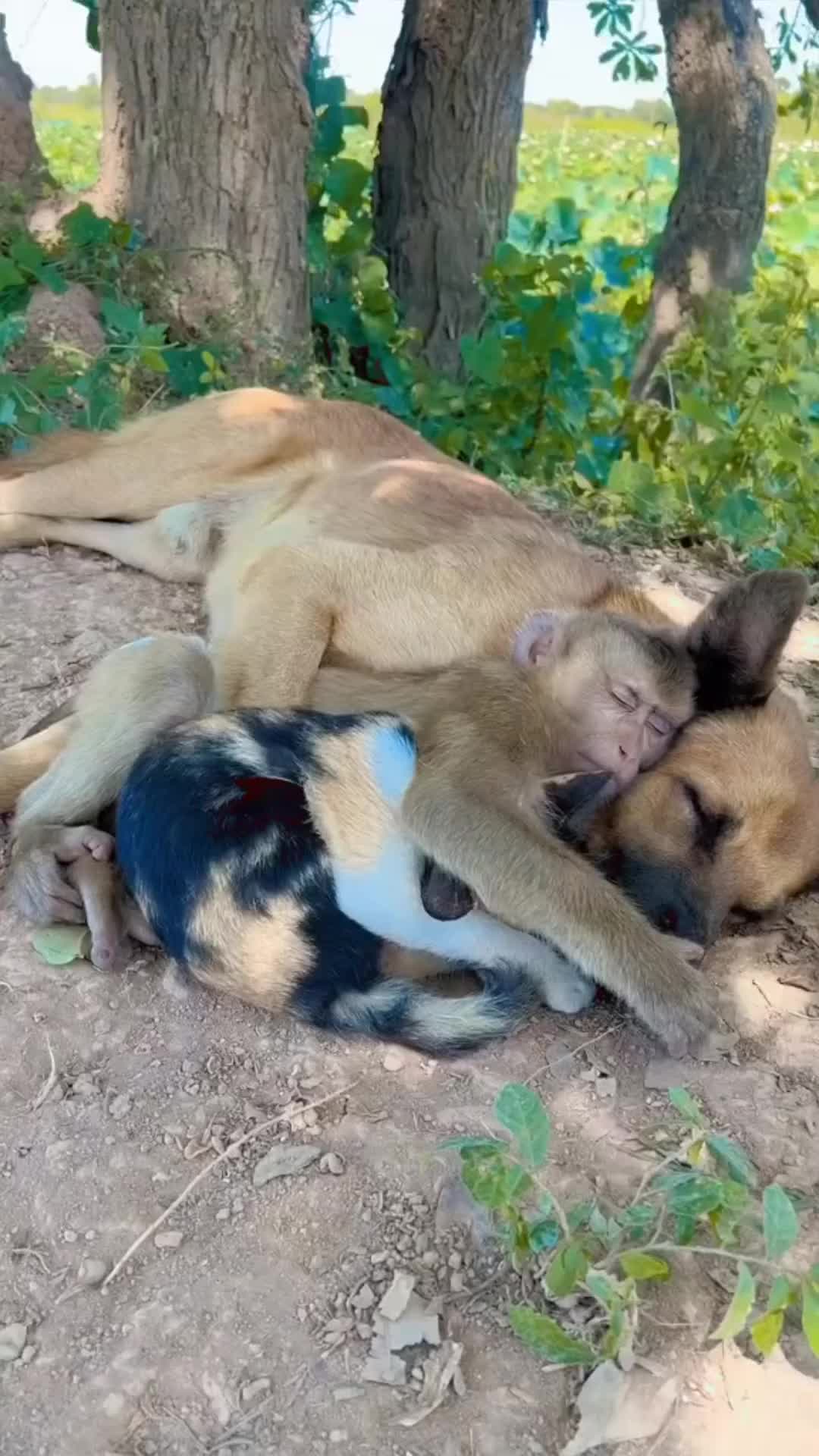 This may contain: two puppies are playing with each other in the dirt near some trees and bushes