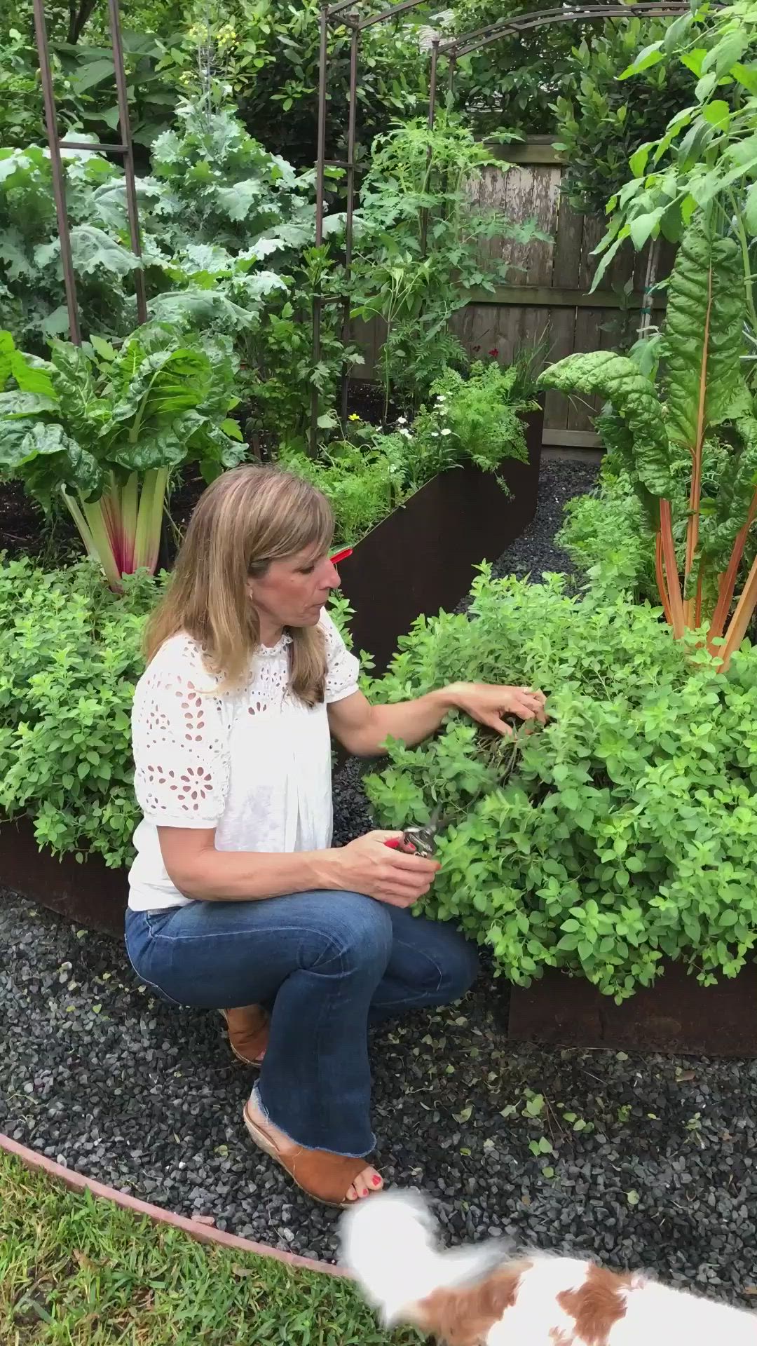 This may contain: a woman kneeling down next to a garden filled with green plants and a brown and white dog