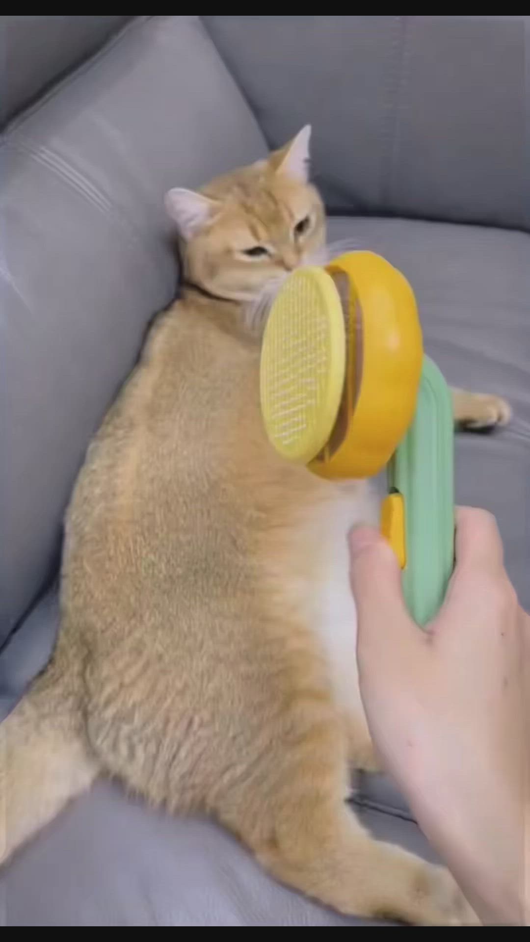 This may contain: a cat laying on its back with a toy in it's mouth while being held by a person