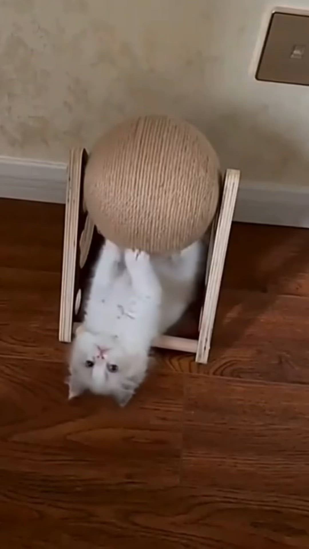 This may contain: a white cat sitting on top of a wooden chair next to a wall and floor