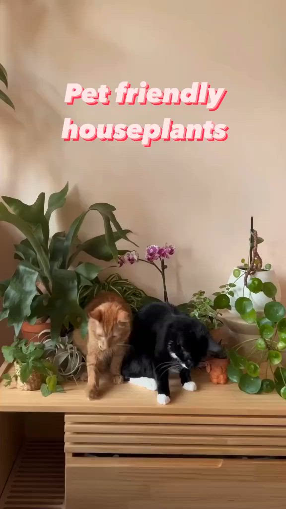 This may contain: two cats sitting on top of a wooden table next to potted plants in front of a sign that says pet friendly houseplants