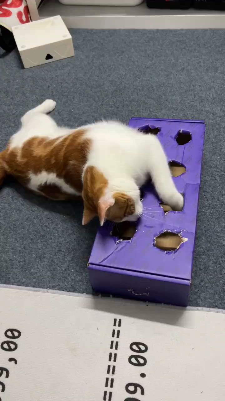 This may contain: a white and orange cat laying on top of a purple box with holes in it