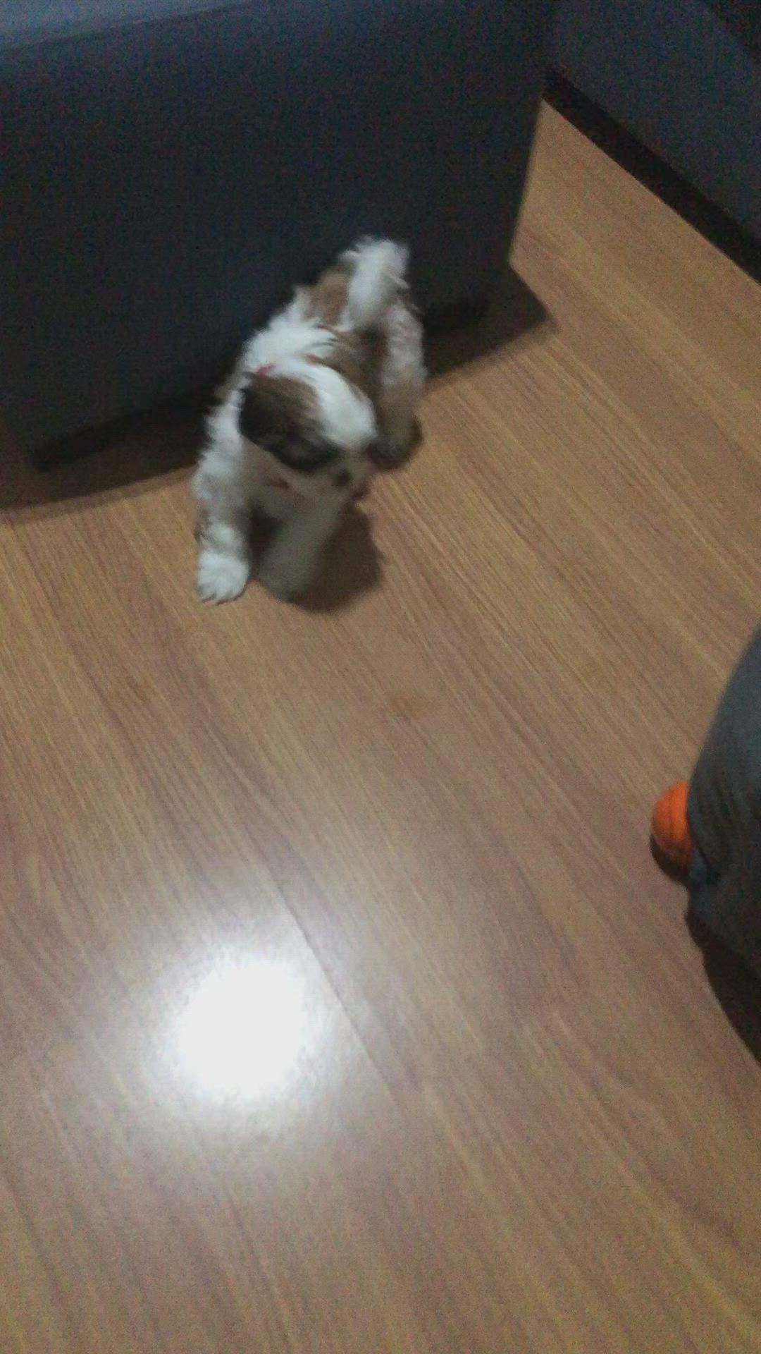 This may contain: a small white and brown dog sitting on top of a wooden floor next to a couch