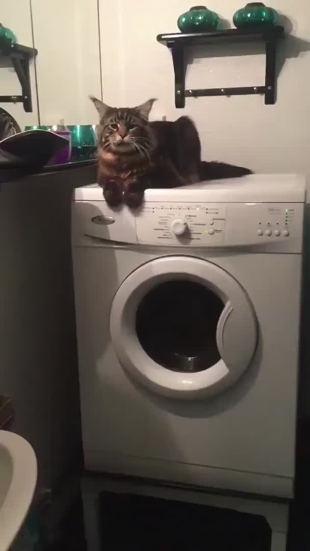 This may contain: a cat sitting on top of a washing machine